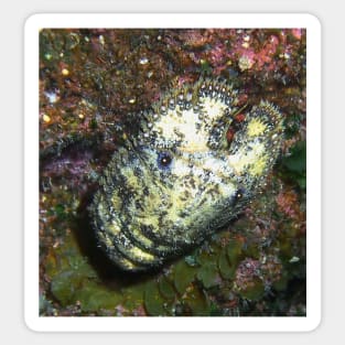 Sculptured Slipper Lobster on Coral Reef Sticker